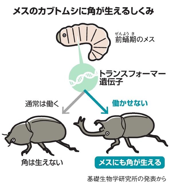 カブトムシ 角がメスに生えない理由 研究チームが解明 サイクリング ウォーキング カブトムシ 角がメスに生えない理由 研究チームが解明 サイクリング ウォーキング