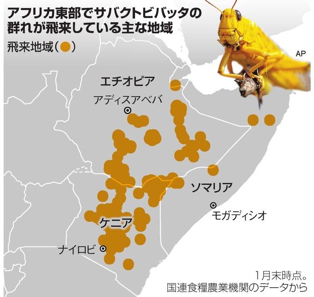 アフリカ バッタ危機 は謎だらけ 食べて解決できる サイクリング ウォーキング アフリカ バッタ危機 は謎だらけ 食べて解決できる サイクリング ウォーキング