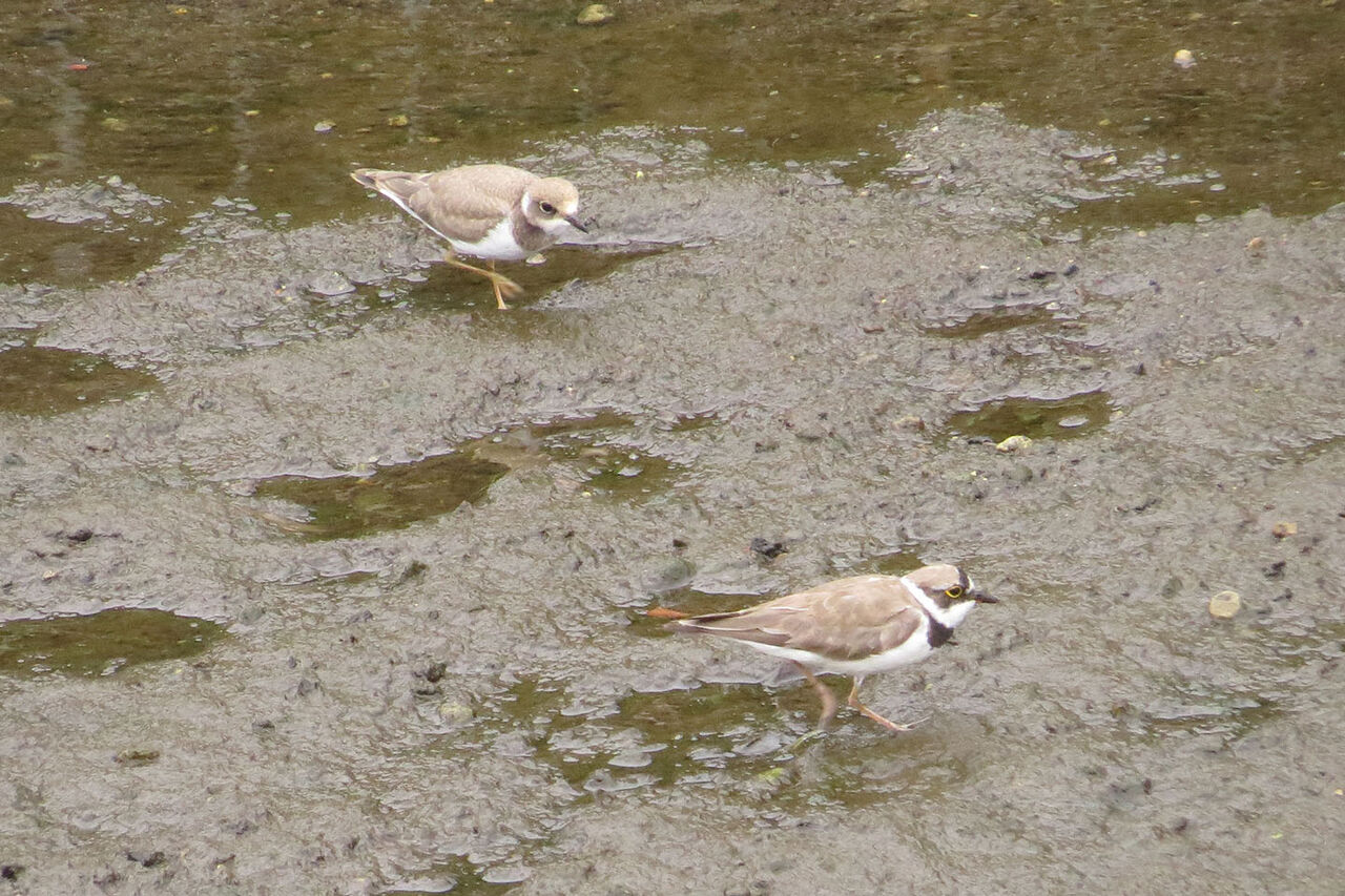 野鳥ウォッチング Vol In 緑区 コチドリ サイクリング ウォーキング 野鳥ウォッチング Vol In 緑区 コチドリ サイクリング ウォーキング