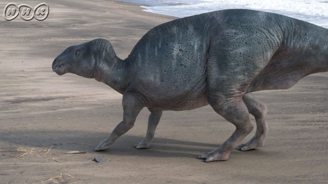 サイクリング ウォーキング 動物 番組 記事 サイクリング ウォーキング 動物 番組 記事
