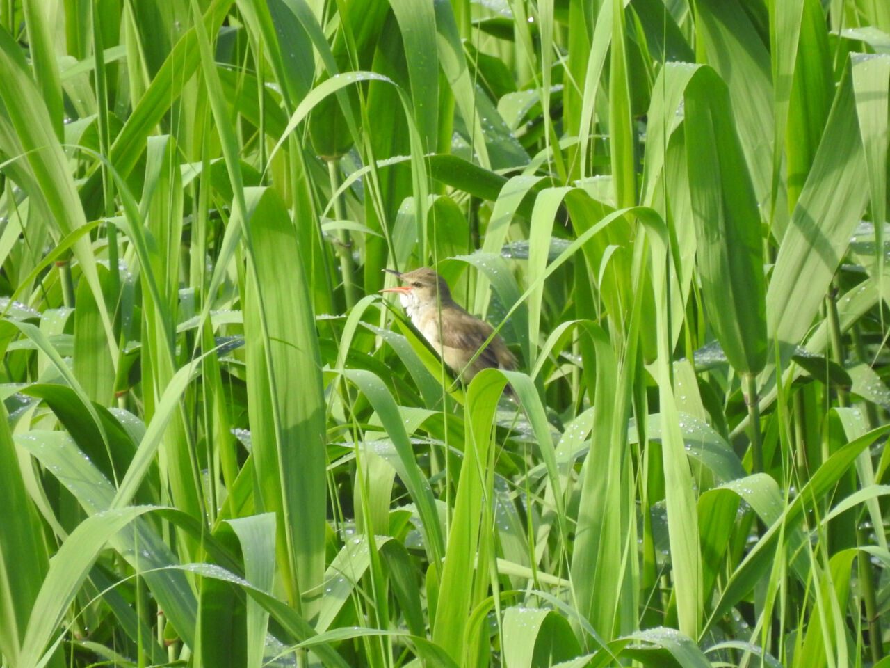 野鳥ウォッチング Vol In 緑区 オオヨシキリ サイクリング ウォーキング 野鳥ウォッチング Vol In 緑区 オオヨシキリ サイクリング ウォーキング