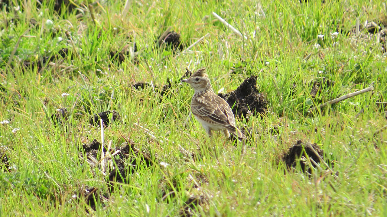 野鳥ウォッチング Vol In 緑区 ヒバリ サイクリング ウォーキング 野鳥ウォッチング Vol In 緑区 ヒバリ サイクリング ウォーキング