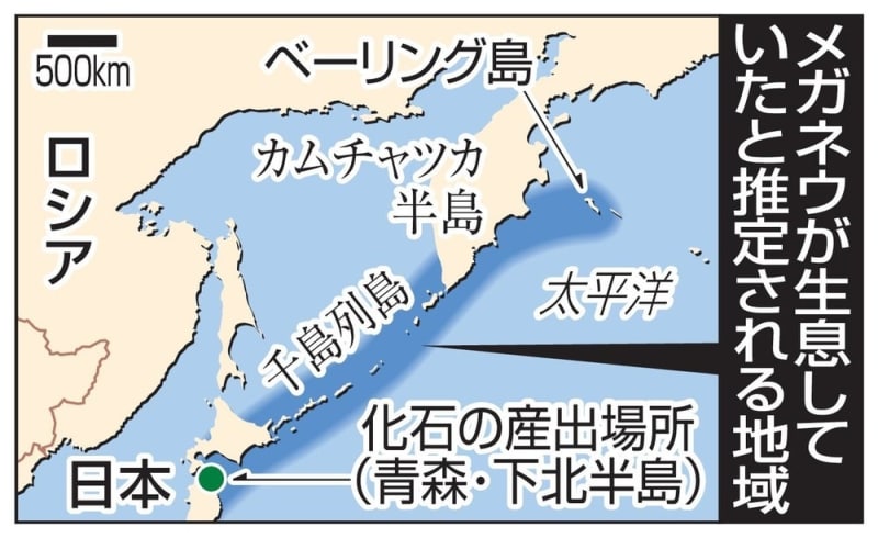 海鳥メガネウの化石 青森で発見 ロシア中心に広範囲生息 サイクリング ウォーキング
