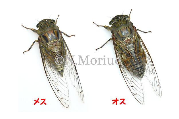 あのタケオオツクツクの秘密を「ダーウィンが来た！」が大調査