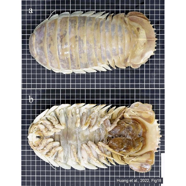 ダイオウグソクムシ」実は別の新種でした・・・新江ノ島水族館で展示