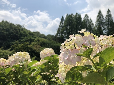 Welcome Beautiful Japan Hydrangea 2019061204