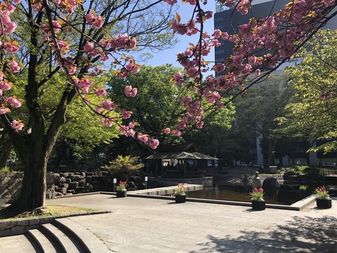 Welcome Beautiful Japan double cherry blossoms 2019041804