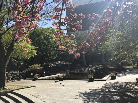 Welcome Beautiful Japan double cherry blossoms 2019041808