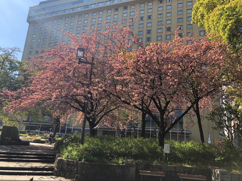 Welcome Beautiful Japan double cherry blossoms 2019041806