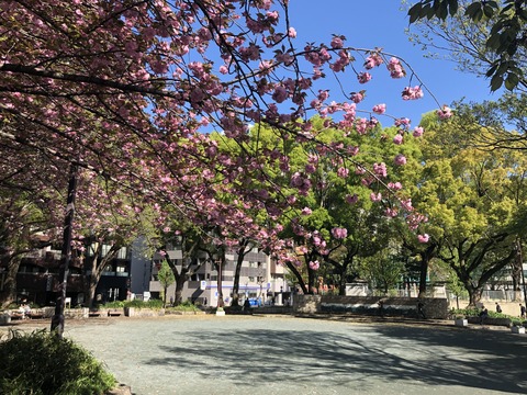 Welcome Beautiful Japan double cherry blossoms 2019041802