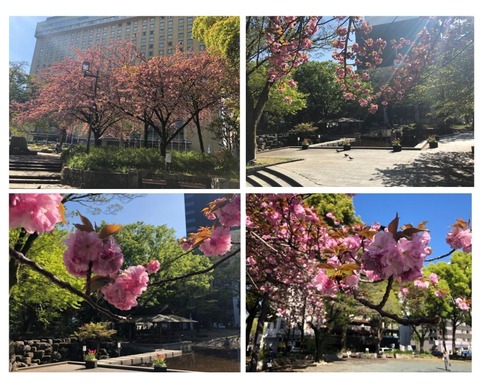 Welcome Beautiful Japan double cherry blossoms 2019041800