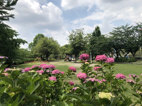 Welcome Beautiful Japan Hydrangea 2019061207
