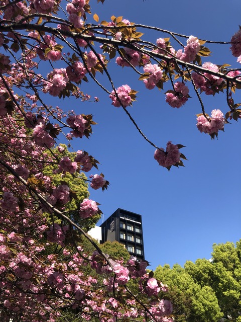 Welcome Beautiful Japan double cherry blossoms 2019041812