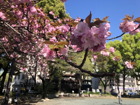Welcome Beautiful Japan double cherry blossoms 2019041811