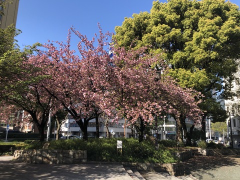 Welcome Beautiful Japan double cherry blossoms 2019041813