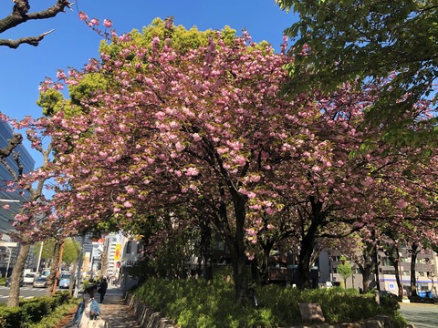 Welcome Beautiful Japan double cherry blossoms 2019041801