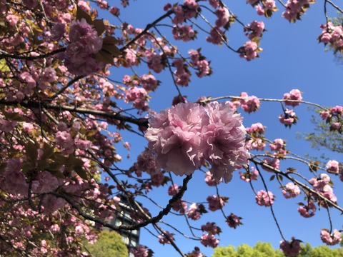 Welcome Beautiful Japan double cherry blossoms 2019041805