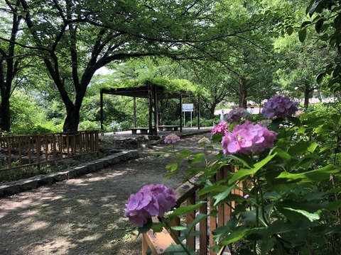 Welcome Beautiful Japan Hydrangea 2019061214