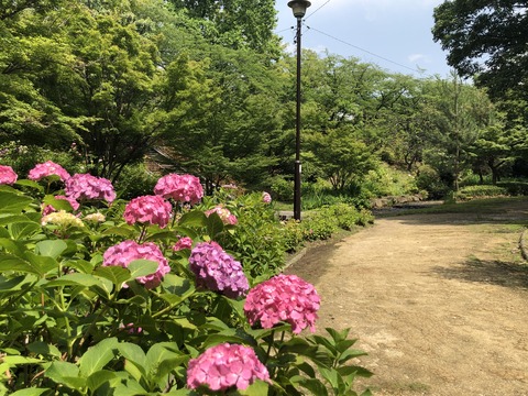Welcome Beautiful Japan Hydrangea 2019061212