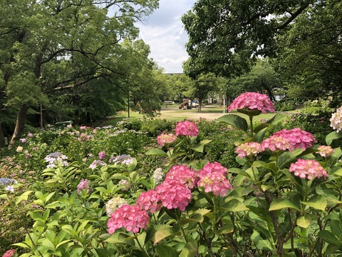Welcome Beautiful Japan Hydrangea 2019061208