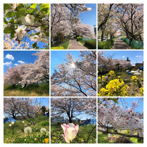 IMG_8790-COLLAGE