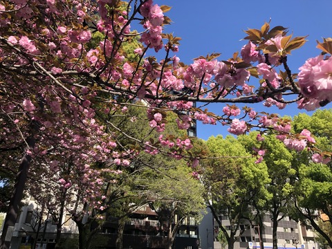 Welcome Beautiful Japan double cherry blossoms 2019041810