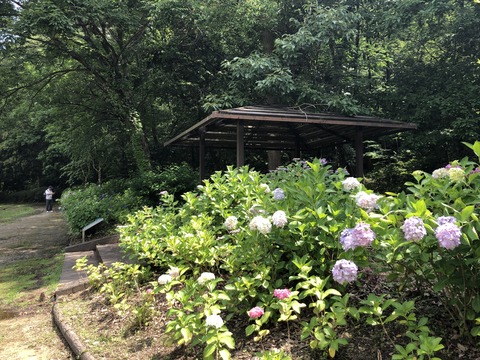 Welcome Beautiful Japan Hydrangea 2019061213