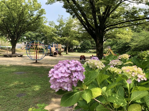 Welcome Beautiful Japan Hydrangea 2019061210
