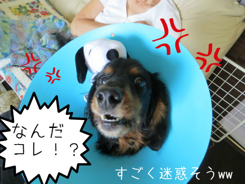 日常 8月16日 金 キミは何を想ふ 日常 8月16日 金 キミは何を想ふ