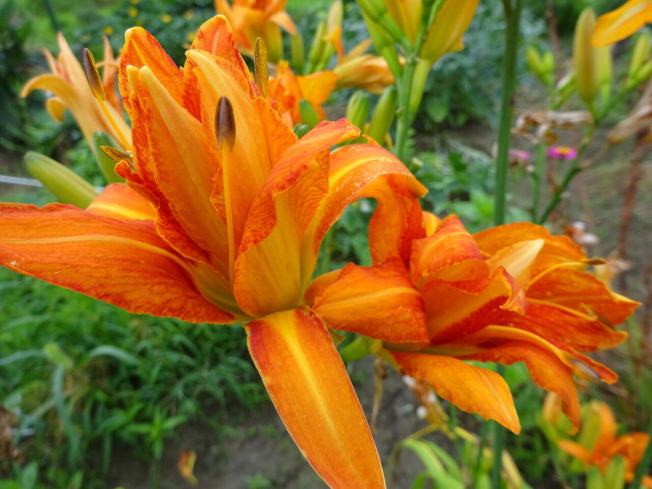 うまさん ノカンゾウに似た花