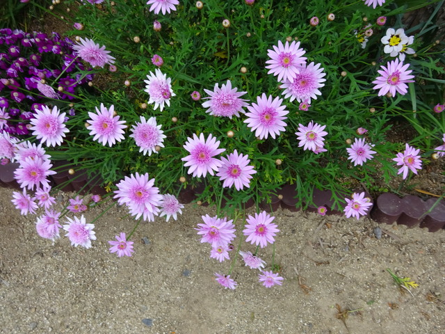DSC00690