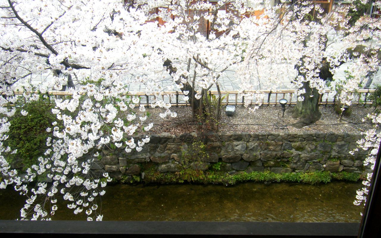 祇園白川沿い 京都 櫻紀行