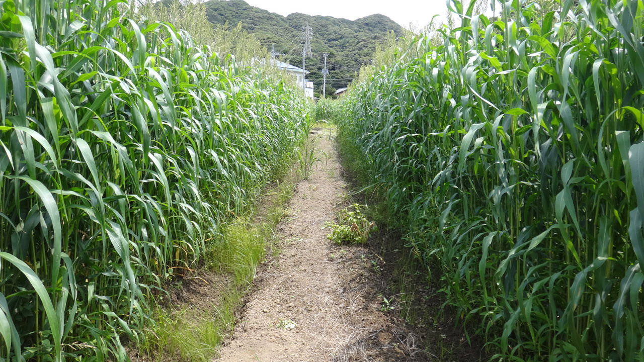 菜の花畑 土壌改良中 ナベさんの生活日記2