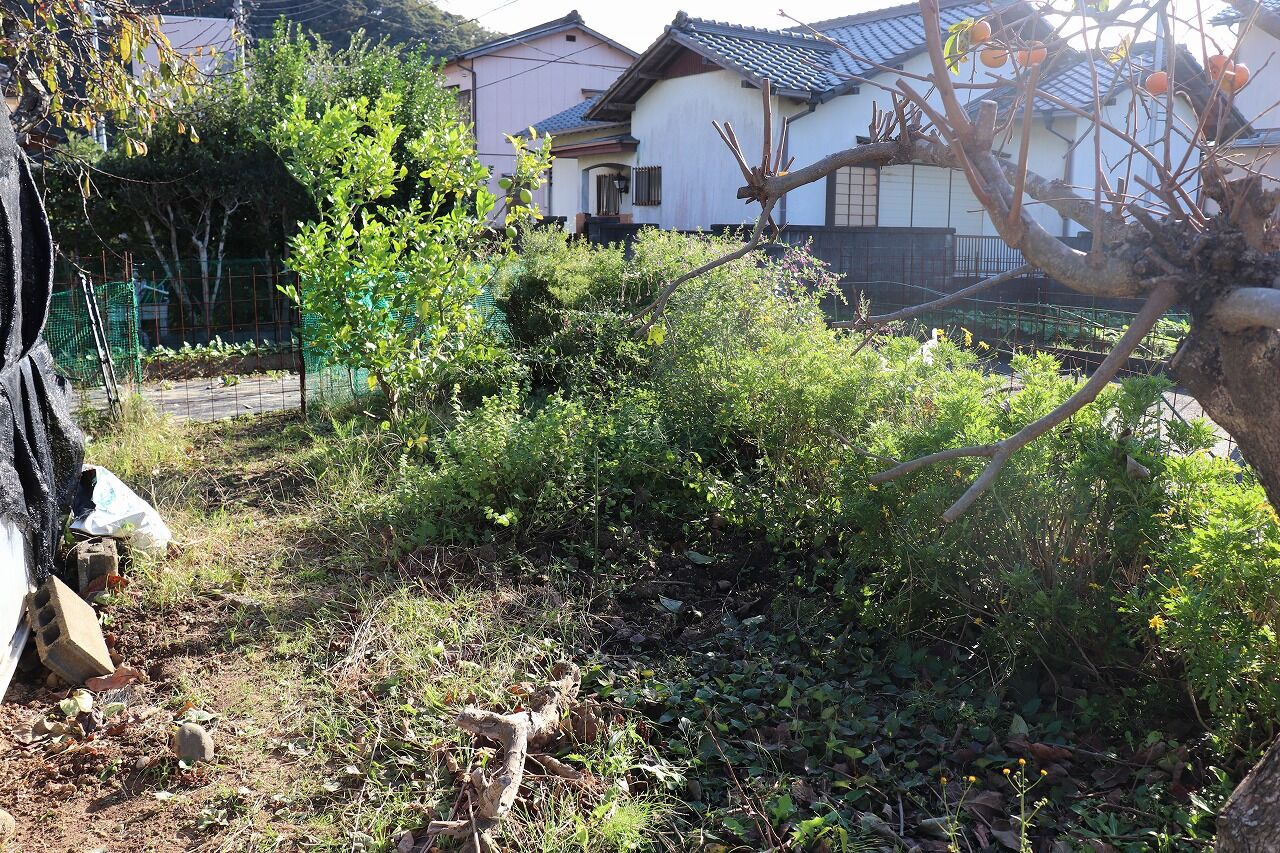 レモンの木を植える ナベさんの生活日記2 レモンの木を植える ナベさんの生活日記2