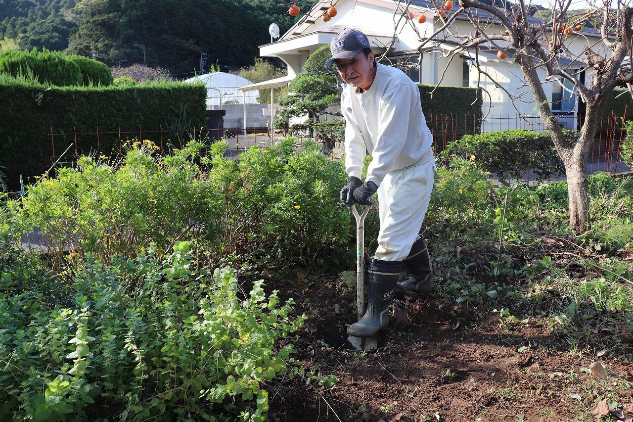 レモンの木を植える ナベさんの生活日記2