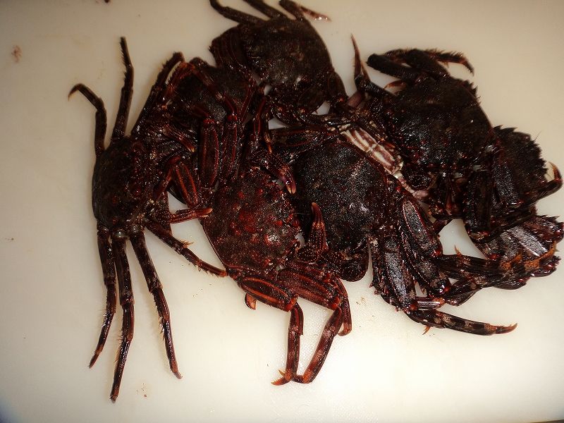 磯蟹 ショウジンガニ 汁 ナベさんの生活日記2