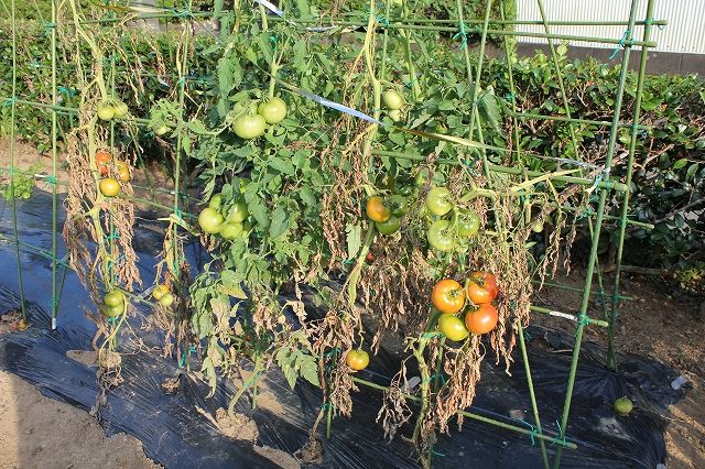 野菜が立ち枯れしていく ナベさんの生活日記2 野菜が立ち枯れしていく ナベさんの生活日記2