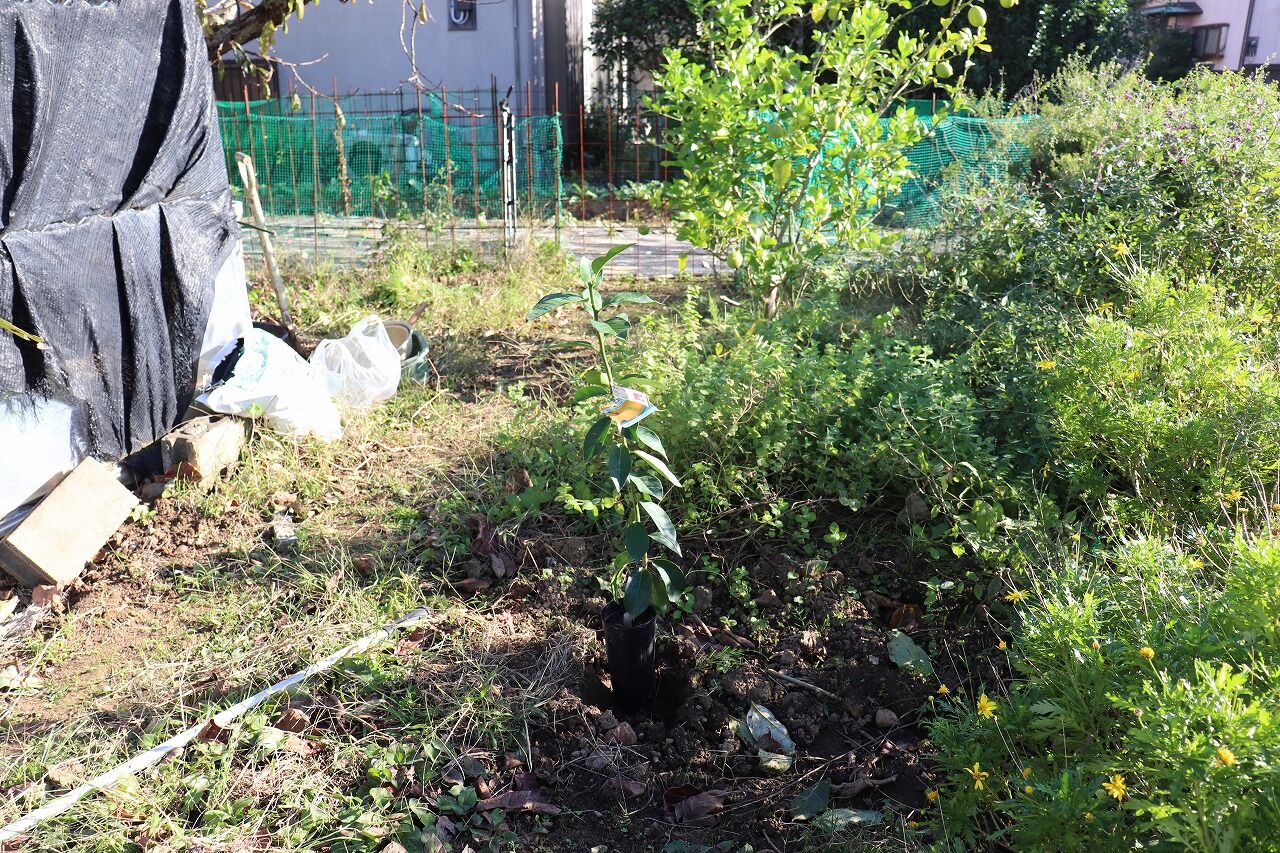 レモンの木を植える ナベさんの生活日記2 レモンの木を植える ナベさんの生活日記2