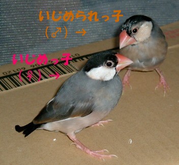 283450c4.jpg