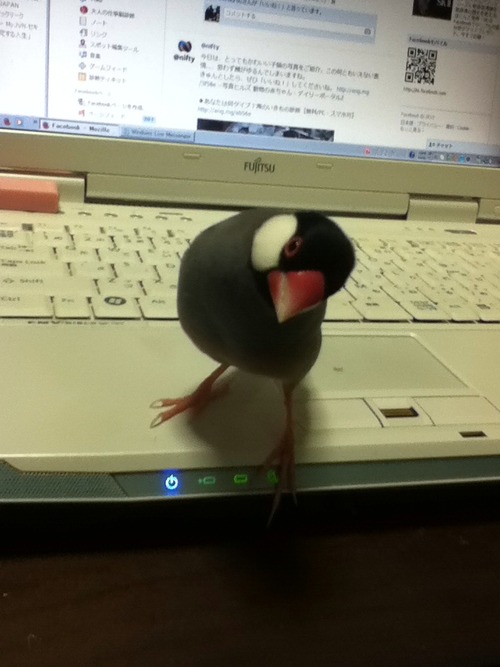 aoi1097436_501864766561452_188577977_n