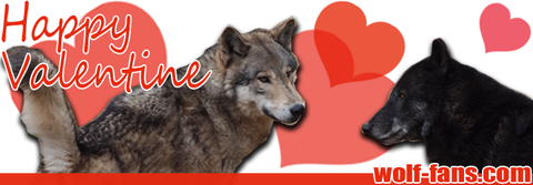 狼 狼大好き Wolf Fans Com