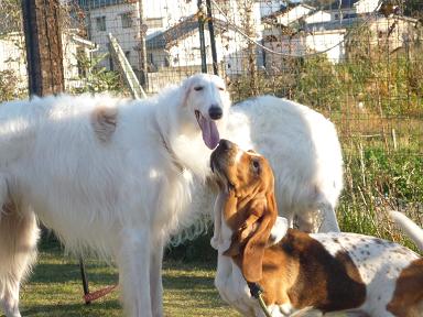Wolf Garden Kennelのブログ バセットハウンド子犬譲渡 ボルゾイ里親募集中 ドッグラン Wolf Garden Kennelのブログ バセットハウンド子犬譲渡 ボルゾイ里親募集中 ドッグラン