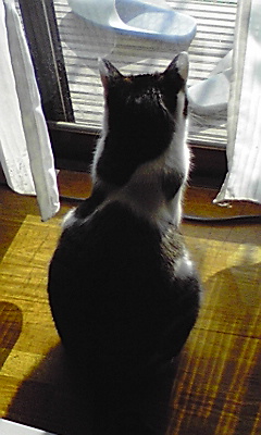 確実 そうコーラを飲んだらゲップが出るっていうくらい確実じゃッ 総帥の ｒ４０ ｄｉａｒｉｏｏｏｏｏ