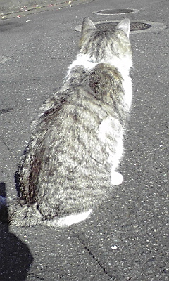 確実 そうコーラを飲んだらゲップが出るっていうくらい確実じゃッ 総帥の ｒ４０ ｄｉａｒｉｏｏｏｏｏ