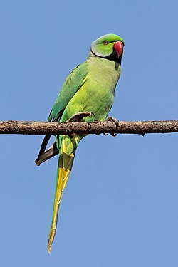 Rose-ringed_parakeet_(Psittacula_krameri_borealis)_male_Jaipur