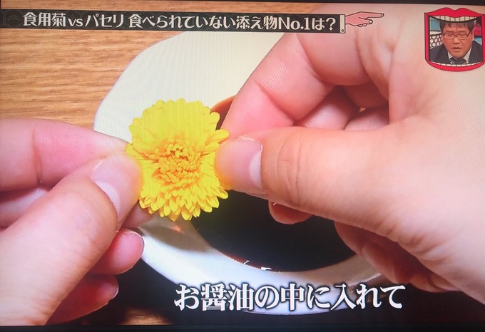 水曜日のダウンタウン 刺身の上のタンポポ食べた人 体が大変な事に ウルフ速報 水曜日のダウンタウン 刺身の上のタンポポ食べた人 体が大変な事に ウルフ速報