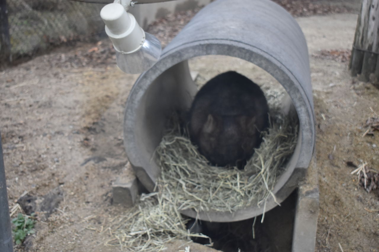 東山動物園のwombat うぉんばっとのぽっけ 東山動物園のwombat うぉんばっとのぽっけ