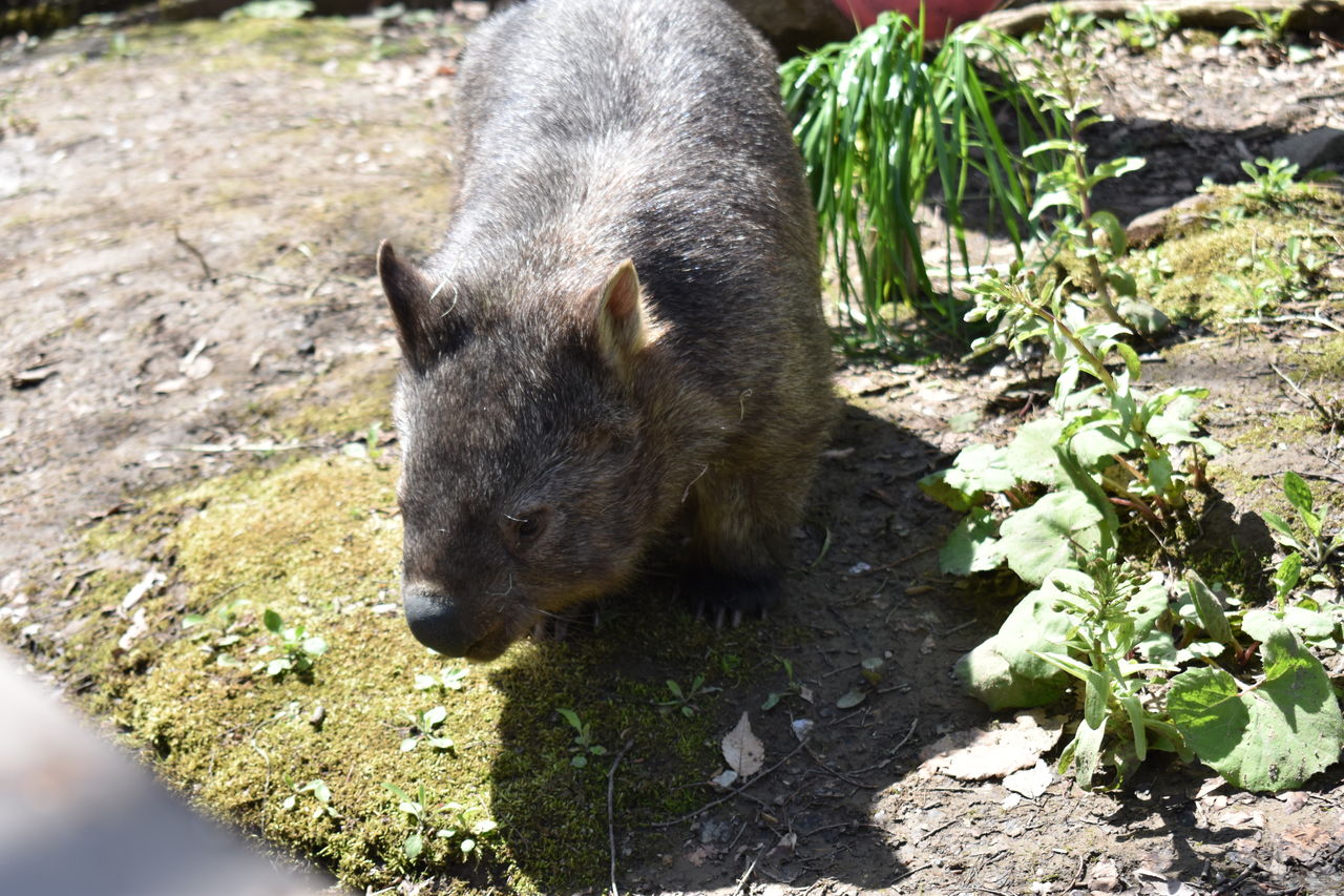 飼育の日wombats うぉんばっとのぽっけ