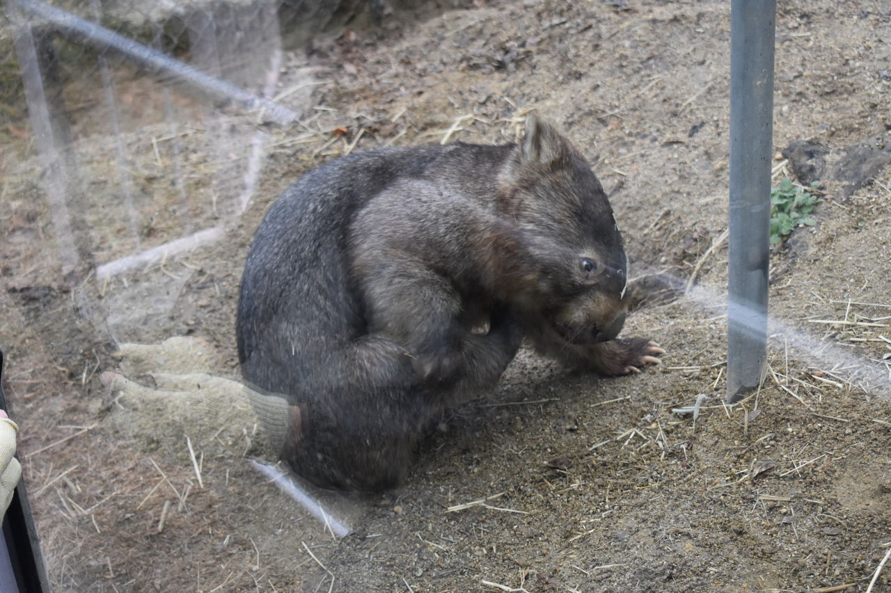 東山動物園のwombat うぉんばっとのぽっけ