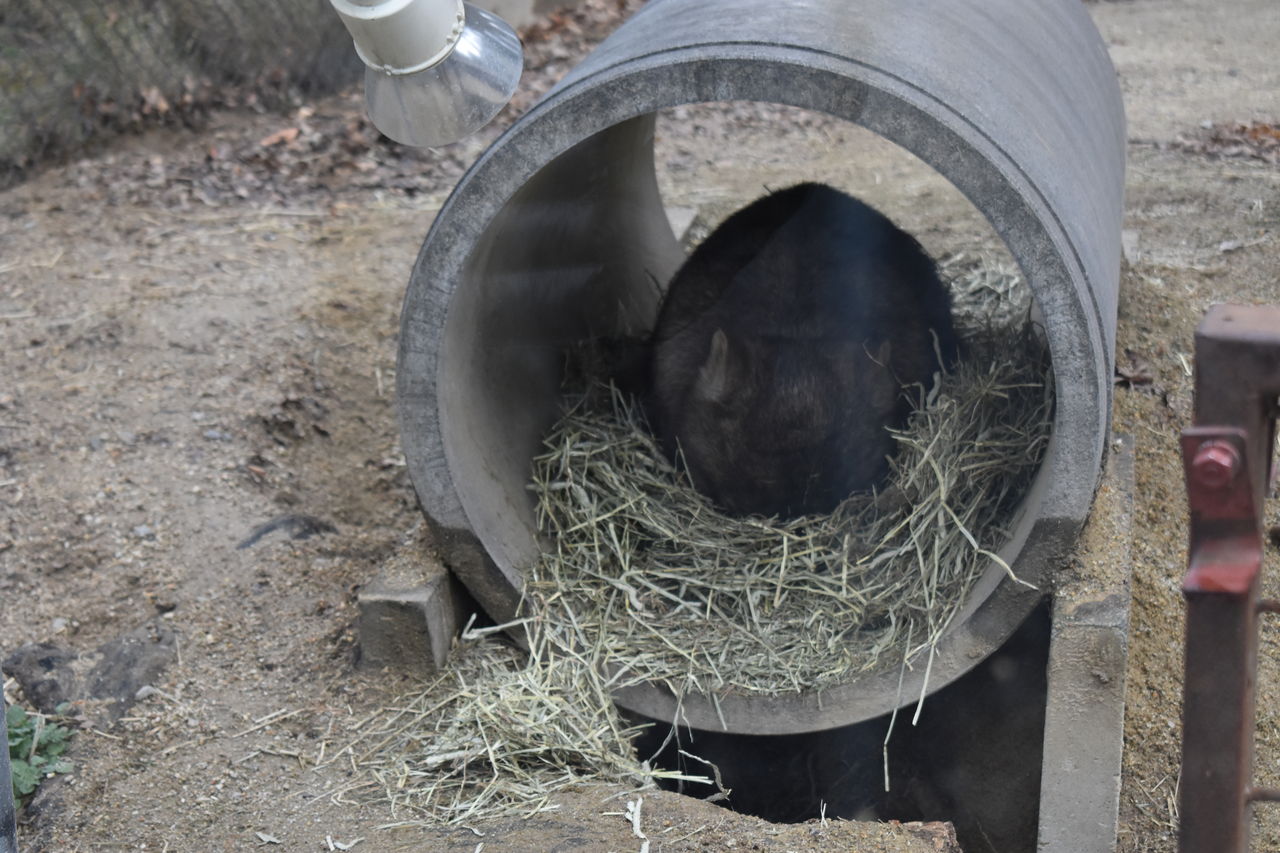 東山動物園のwombat うぉんばっとのぽっけ 東山動物園のwombat うぉんばっとのぽっけ